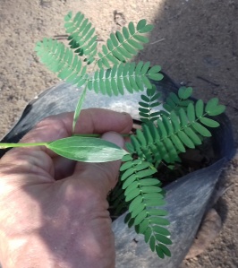 acacia mangium false leaves