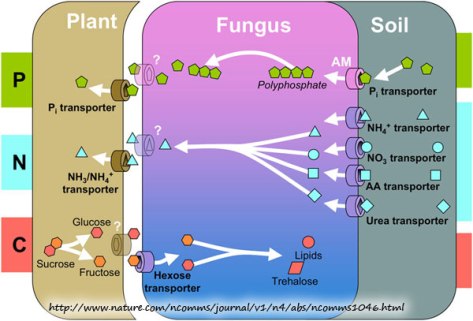 nutrient-transporters-plant-fungus-soil