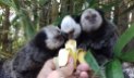 3-saguis-comendo-banana